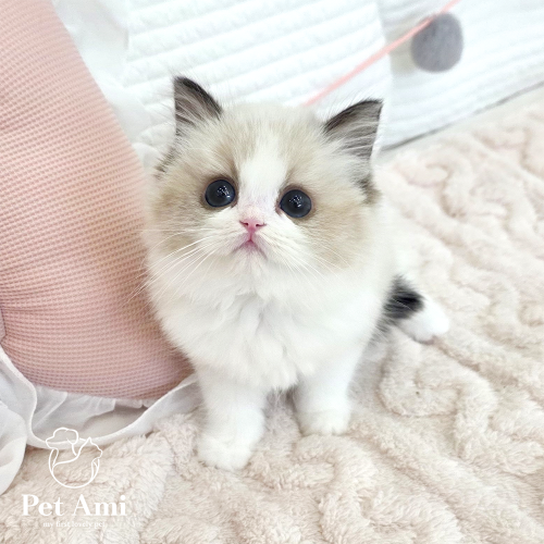 랙돌, 이름 랙돌 유이