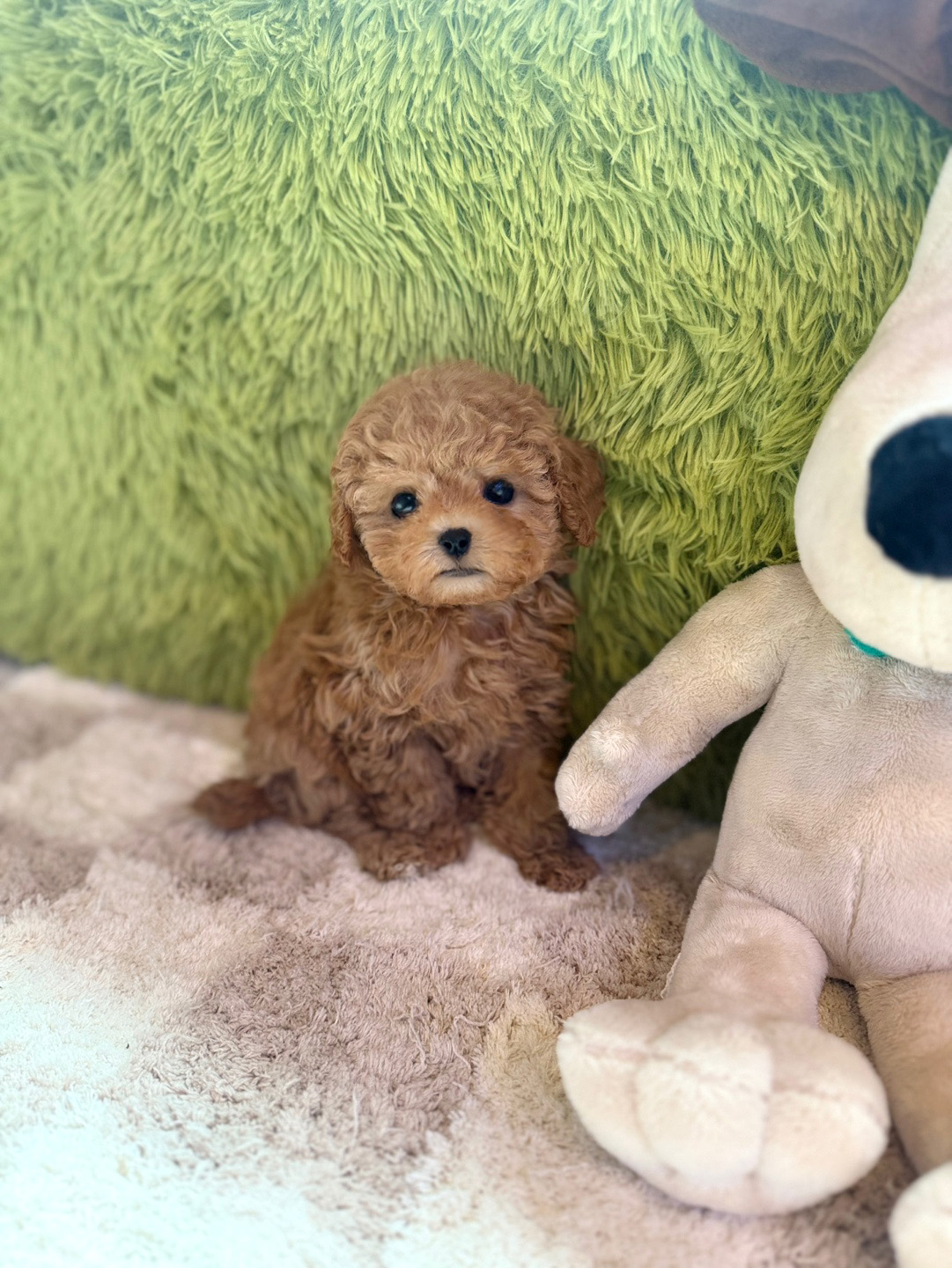 푸들, 이름 닐라