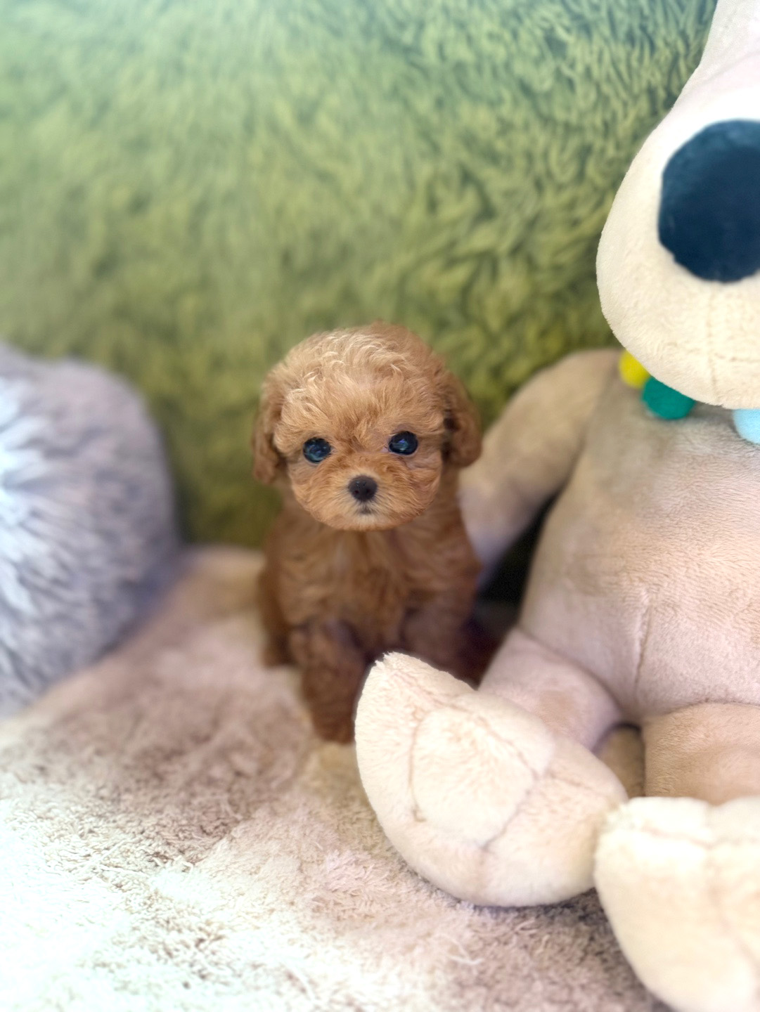 푸들, 이름 뚜비