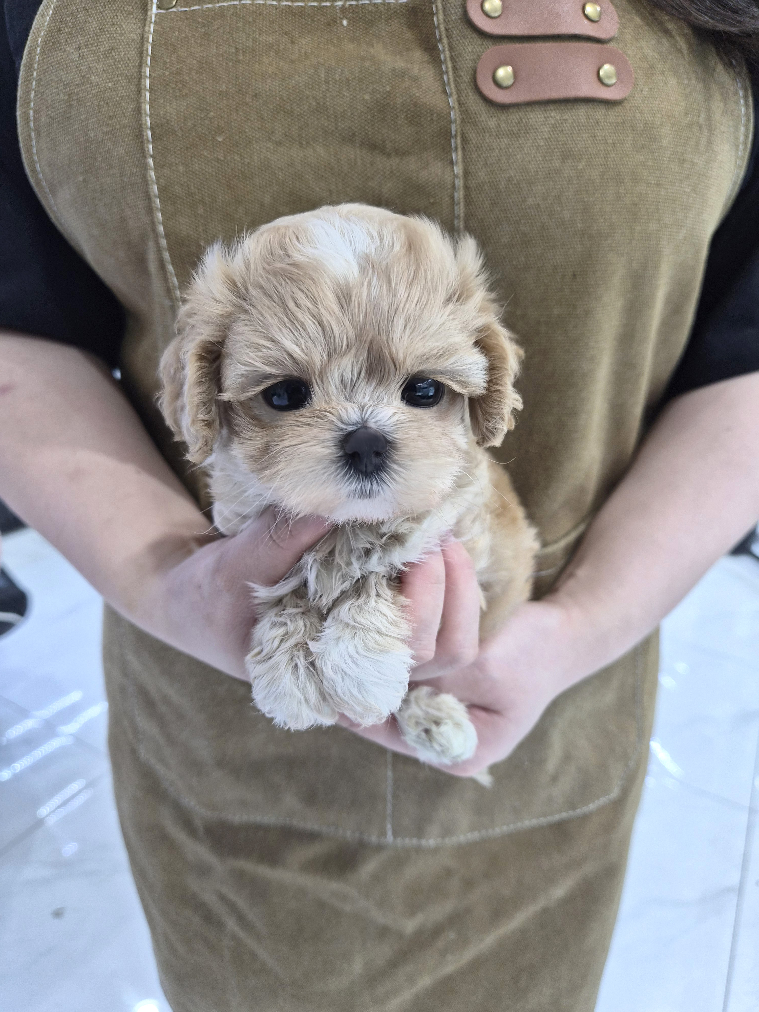 말티푸, 이름 율이