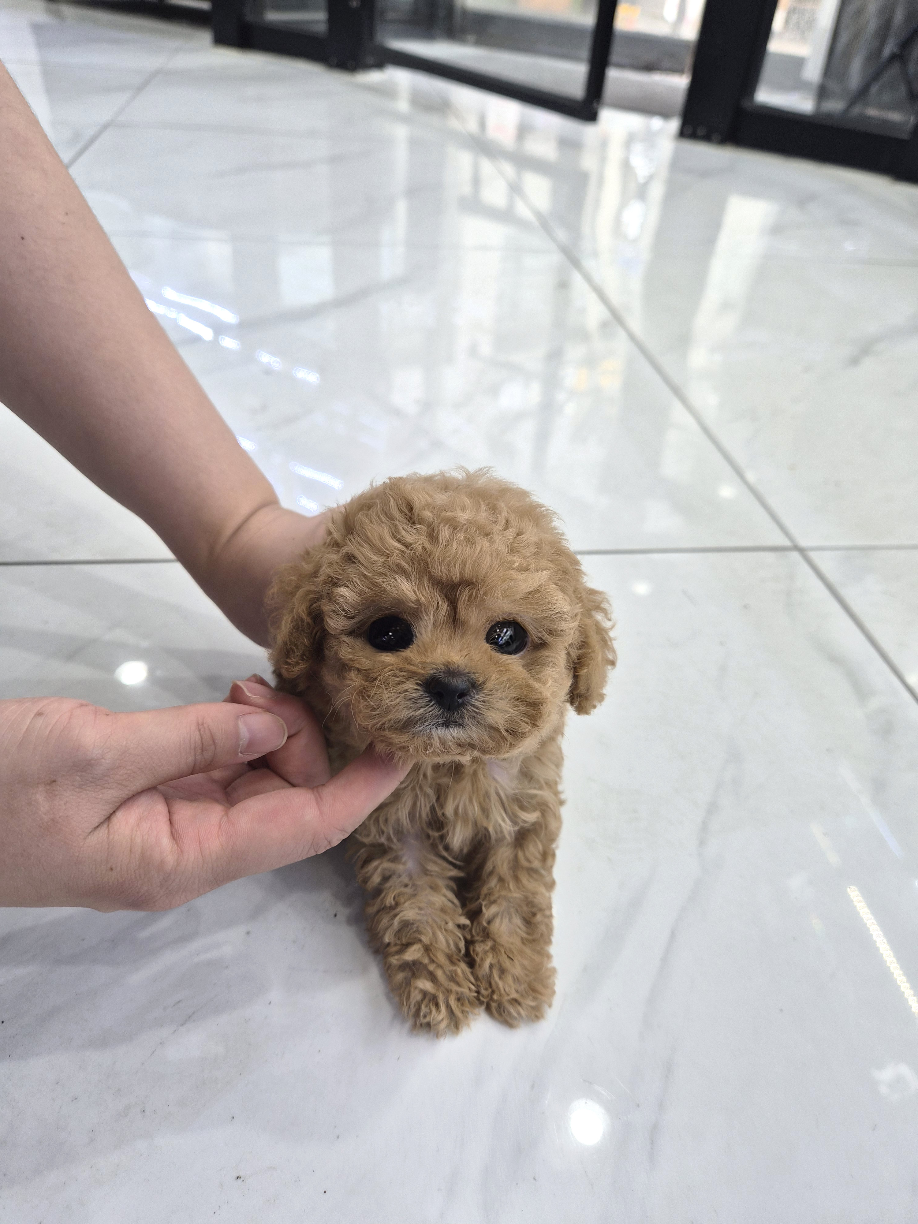푸들, 이름 하린