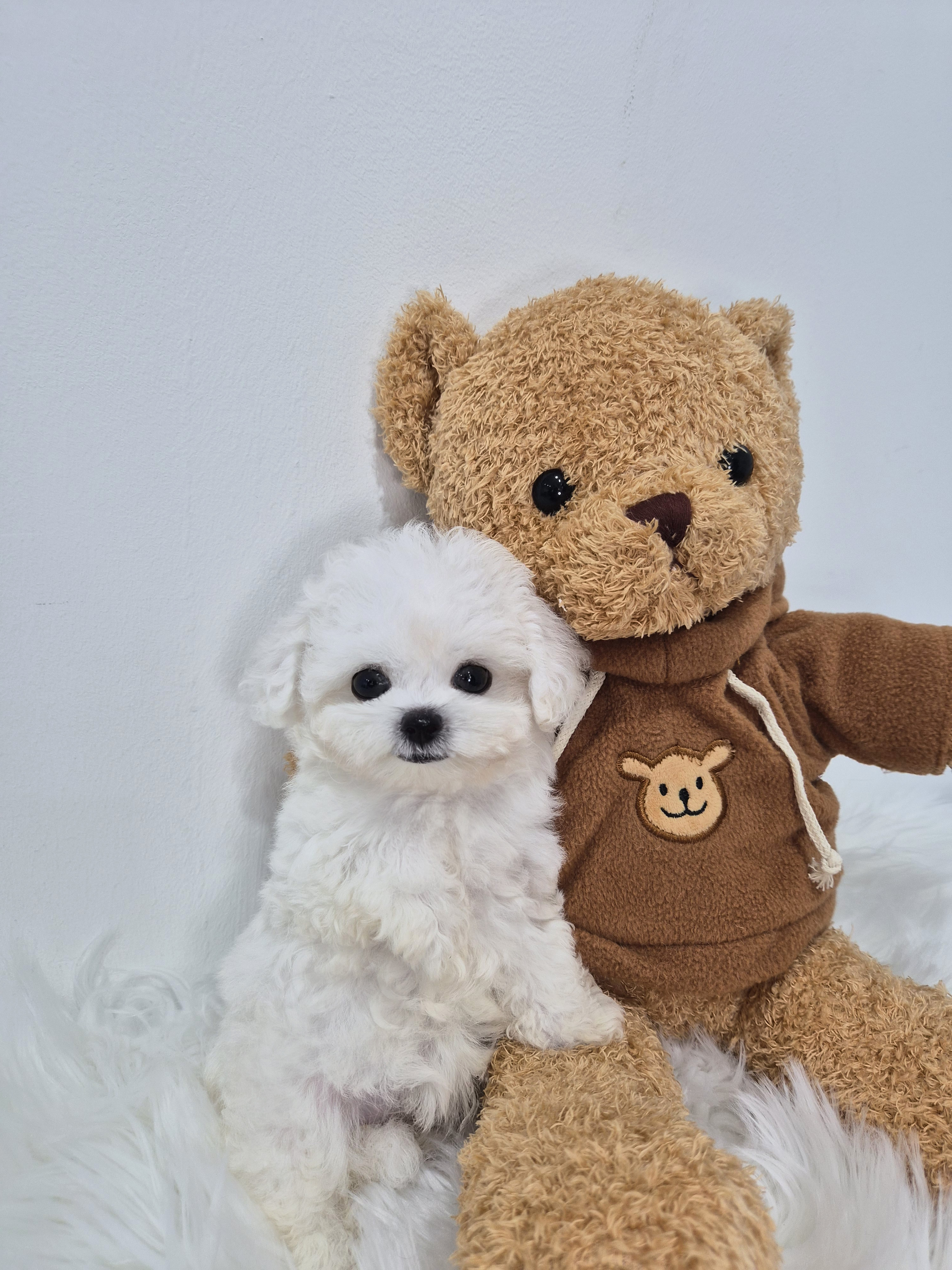 비숑프리제, 이름 슬이