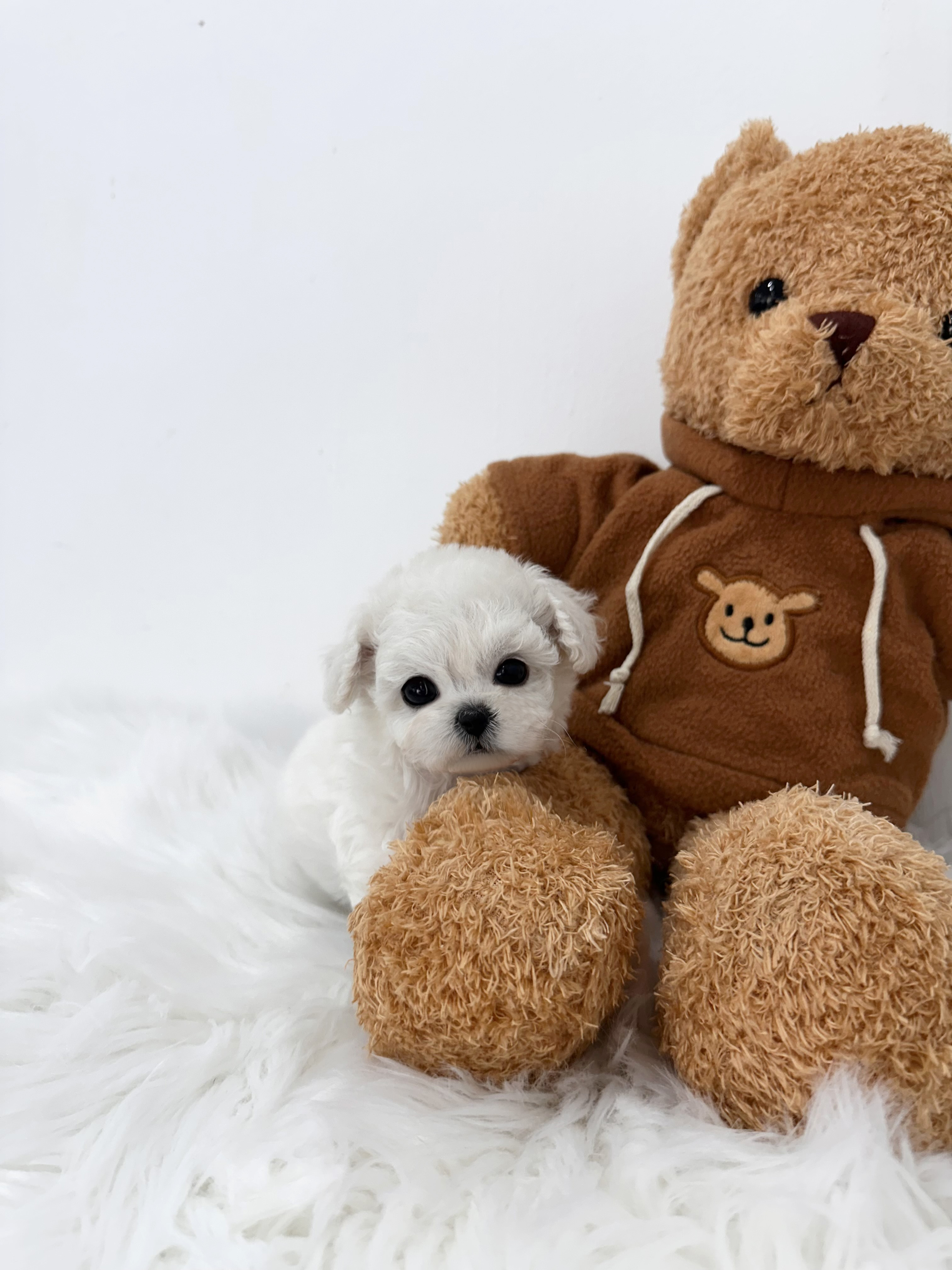 비숑프리제, 이름 빵글이