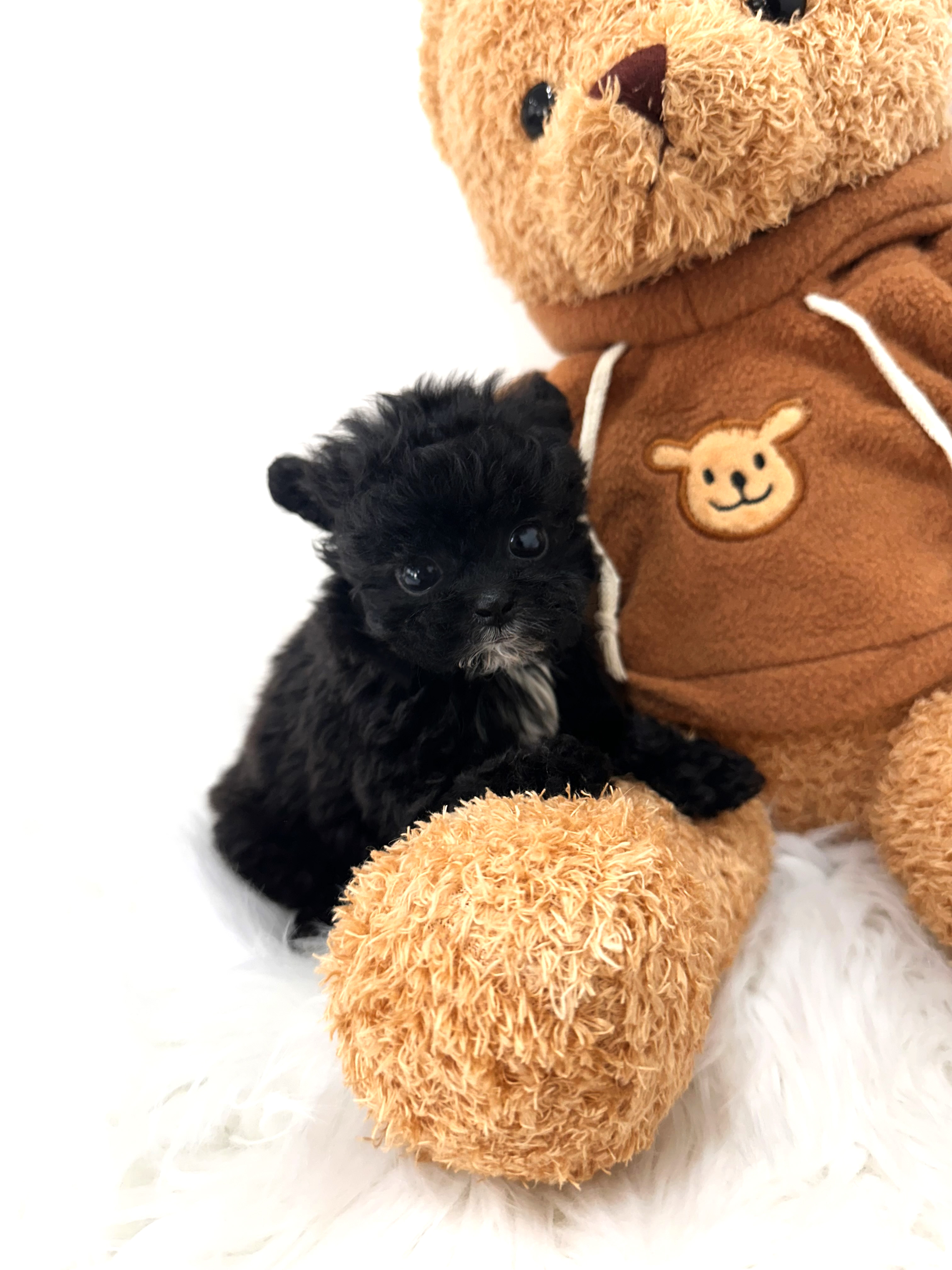 푸들, 이름 뽀로