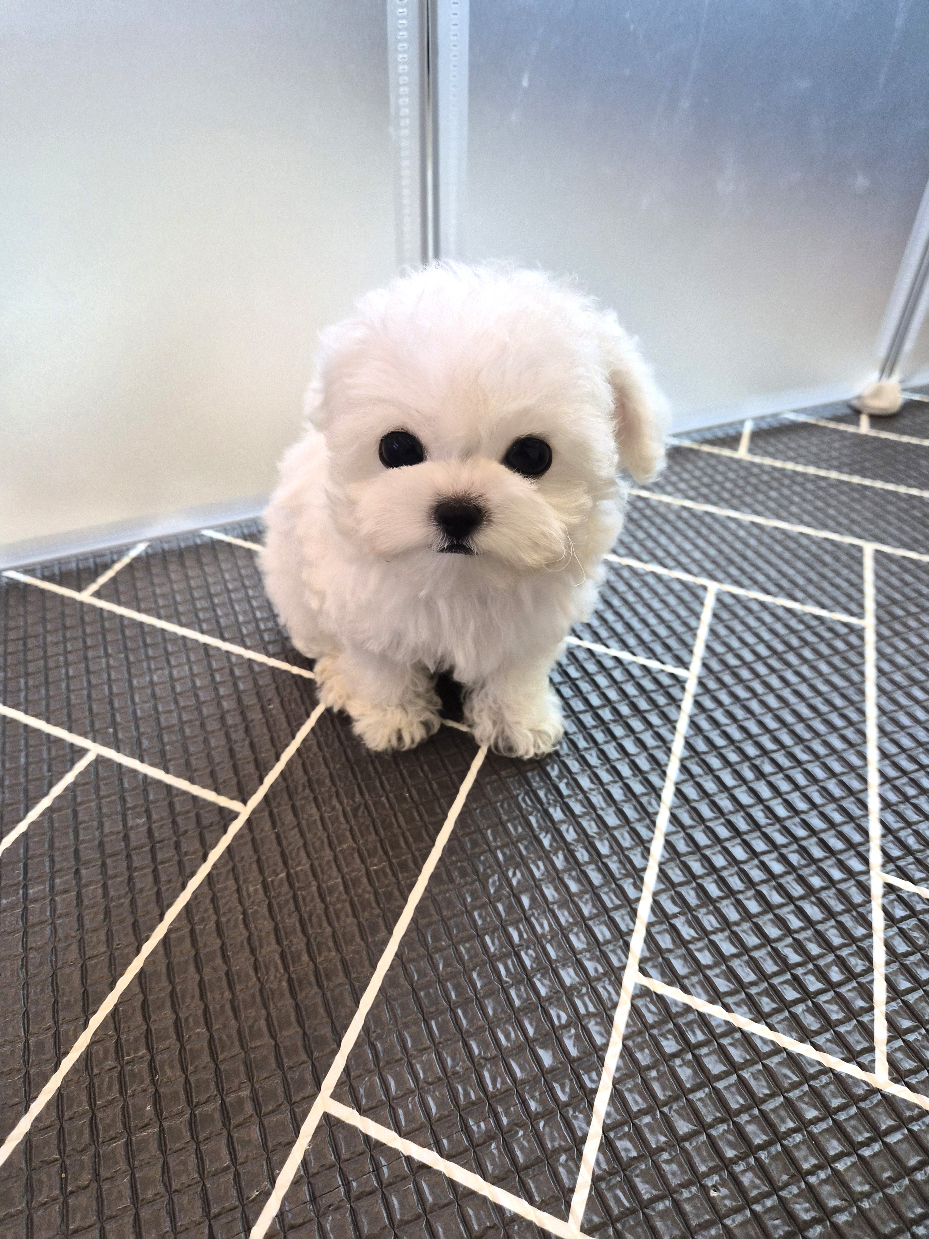 비숑프리제, 이름 앙꼬