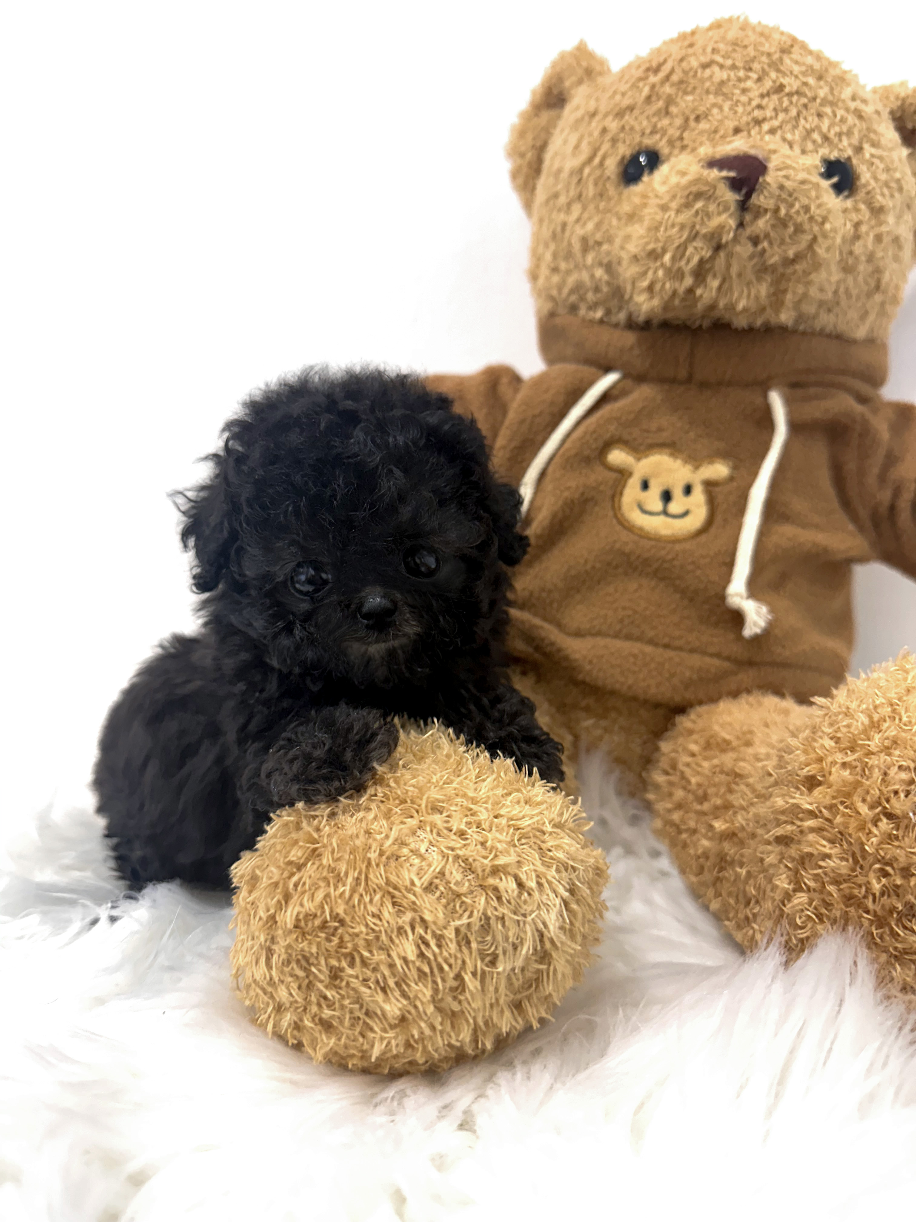 푸들, 이름 해리