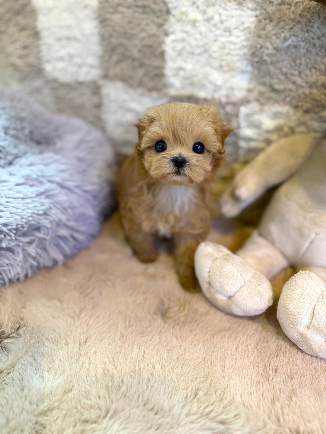 말티푸, 이름 이슬이