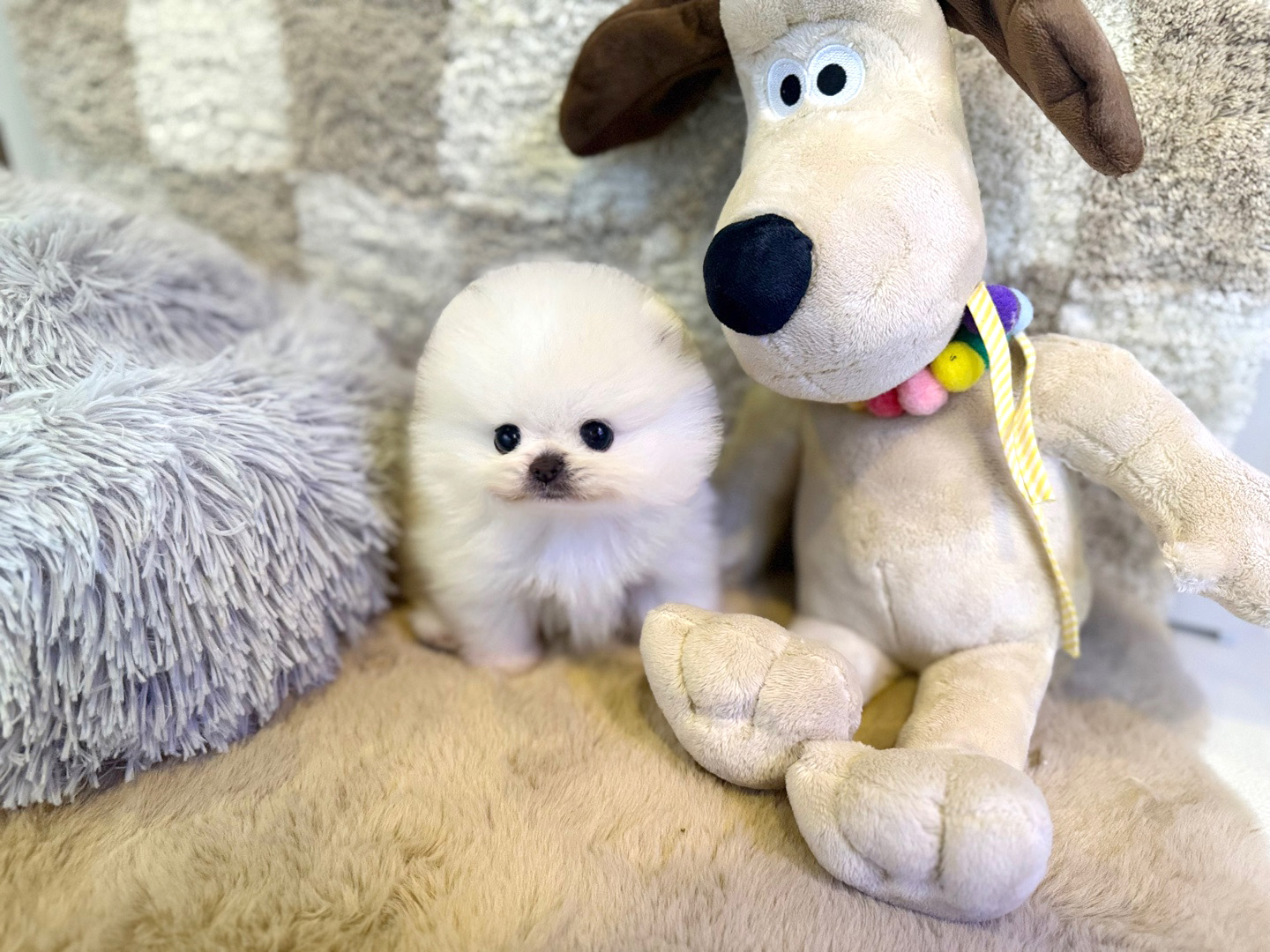 포메라니안, 이름 럭키