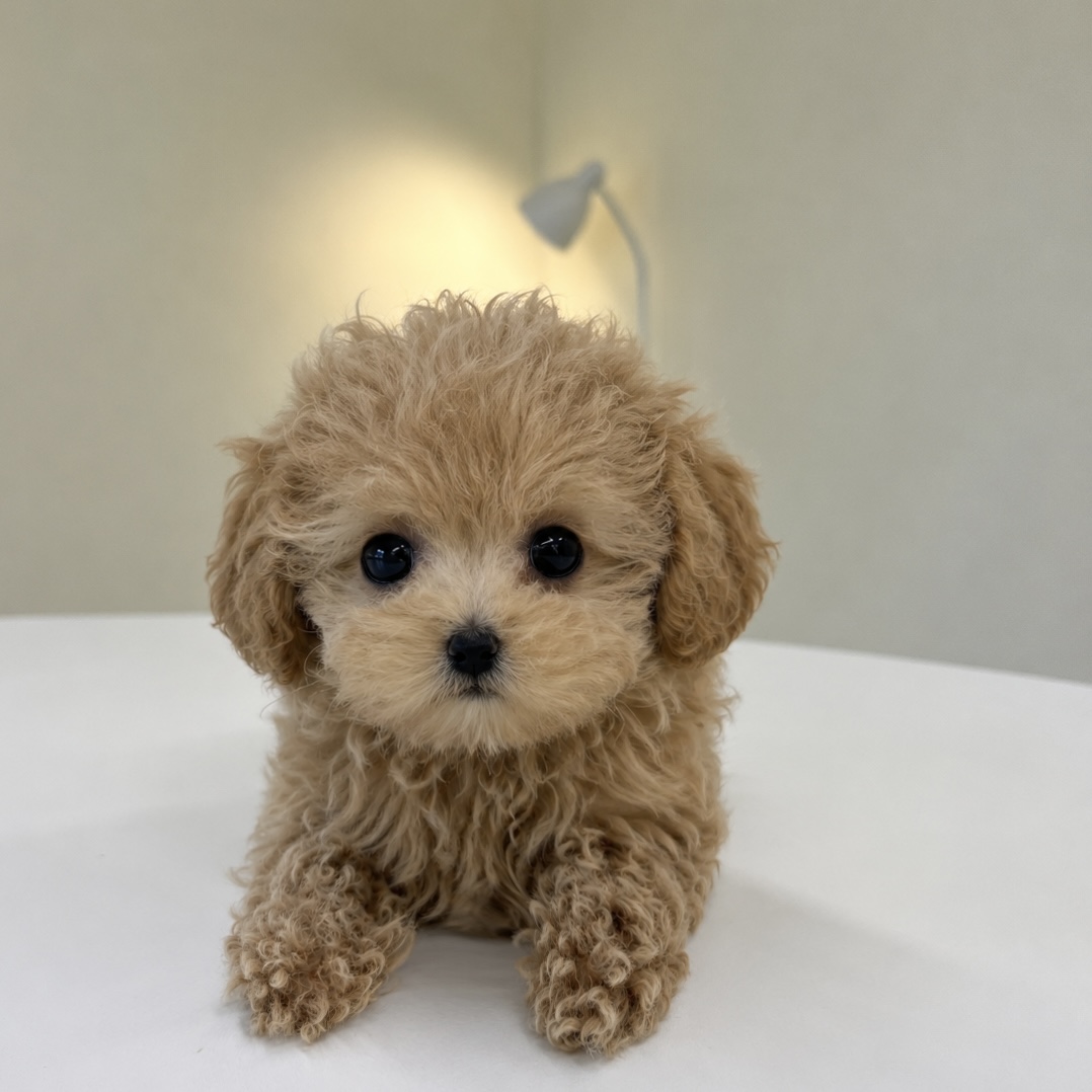 푸들, 이름 몽이