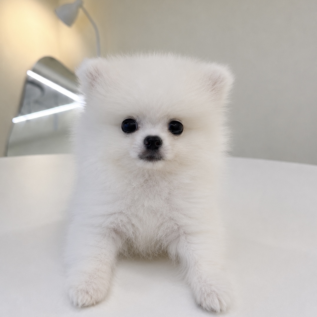 포메라니안, 이름 바다