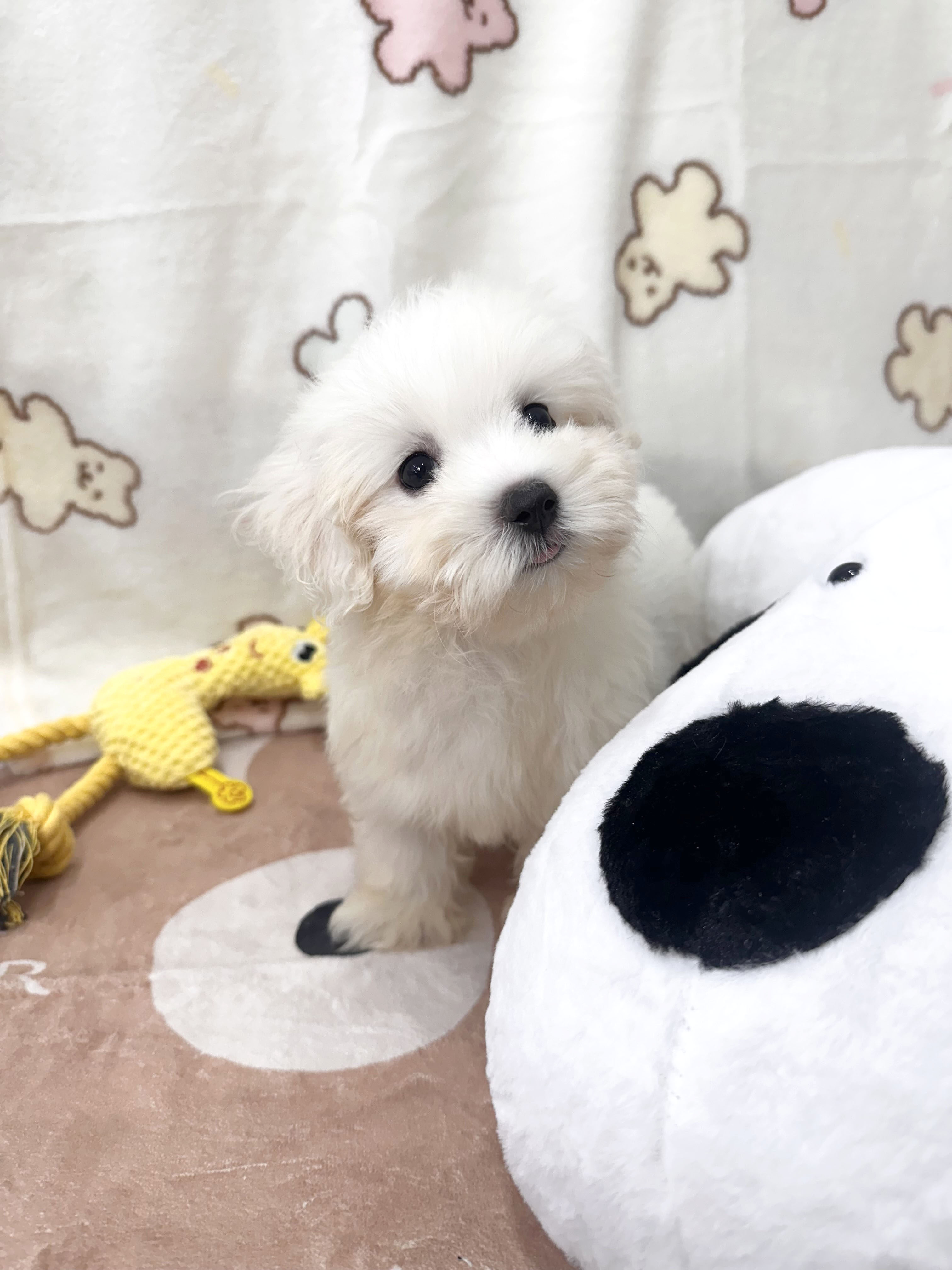 꼬숑, 이름 데이지
