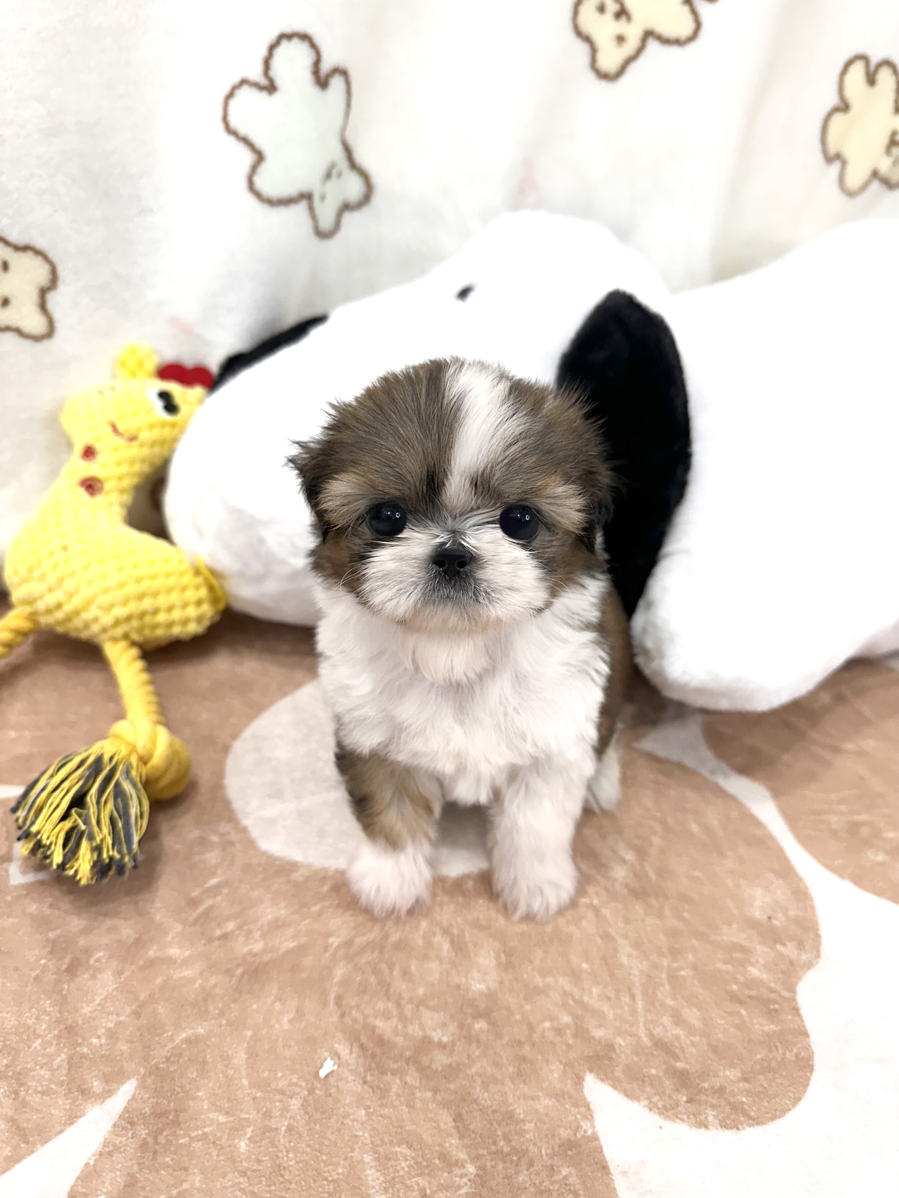 시츄, 이름 반지