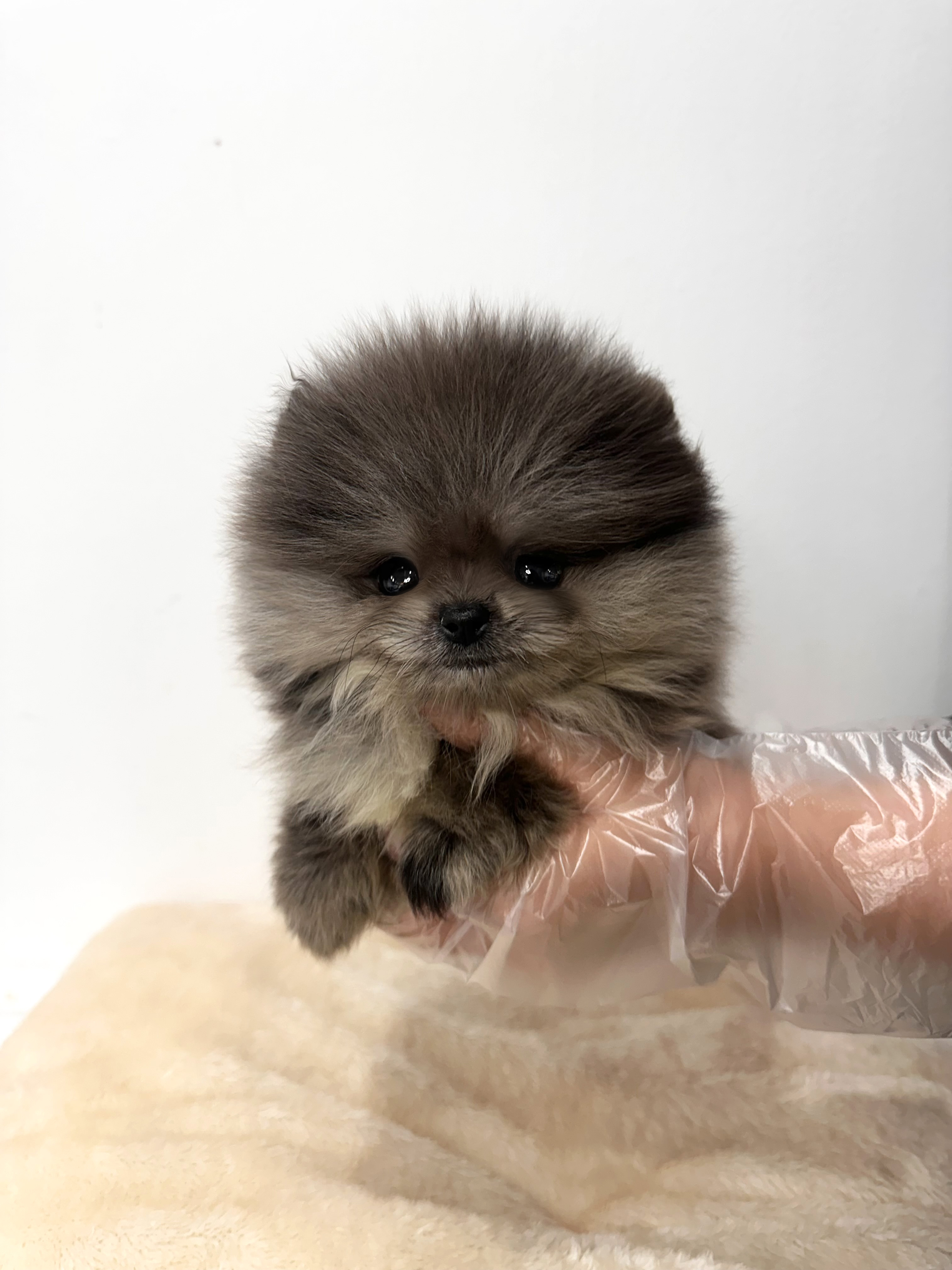 포메라니안, 이름 토마스