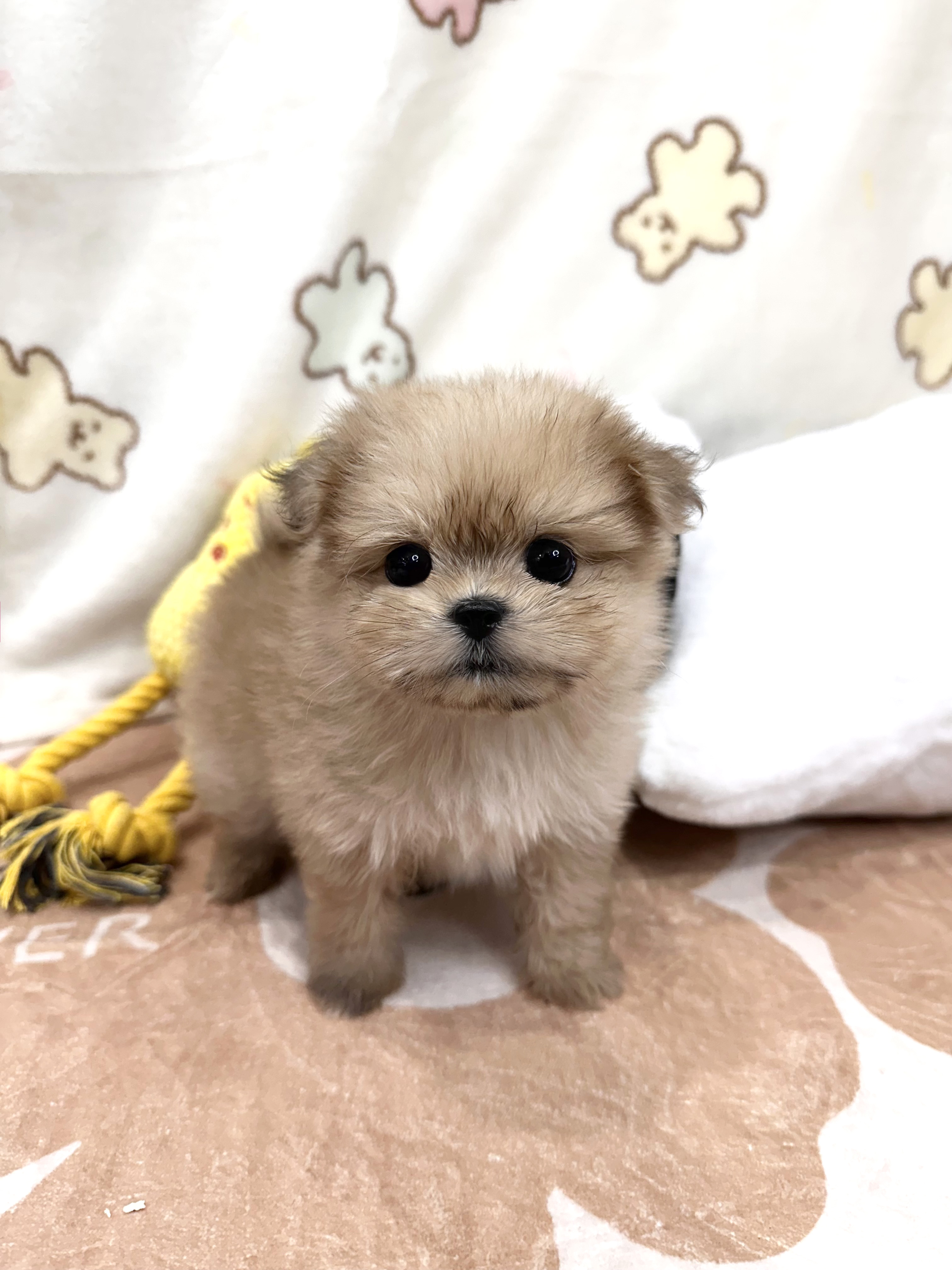 말티폼, 이름 사나
