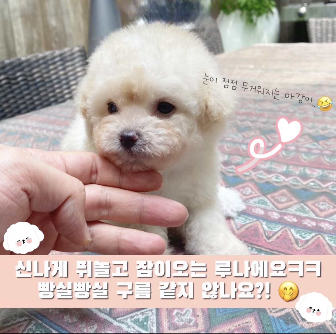비숑프리제