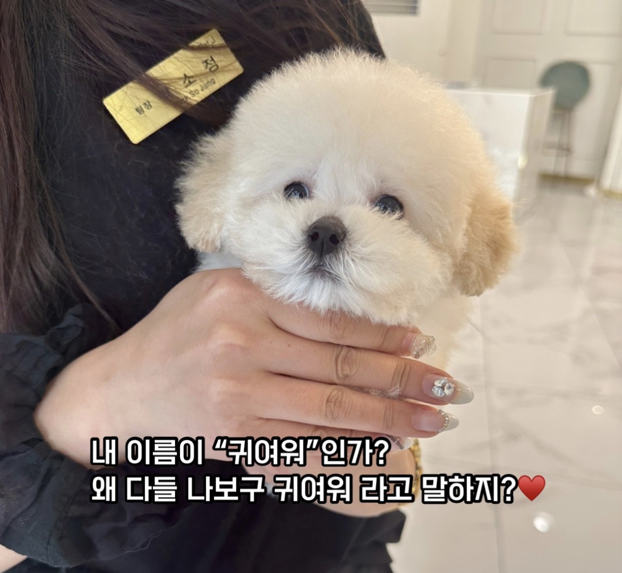 푸들
