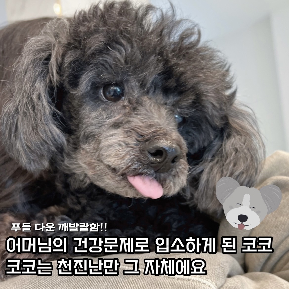 푸들