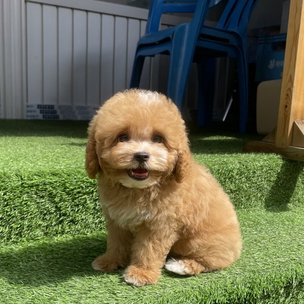 골든두들, 이름 골든두들 -애프리파티-
