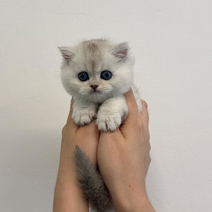 브리티쉬숏헤어, 이름 미요