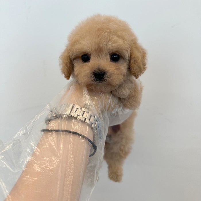푸들, 이름 랑이