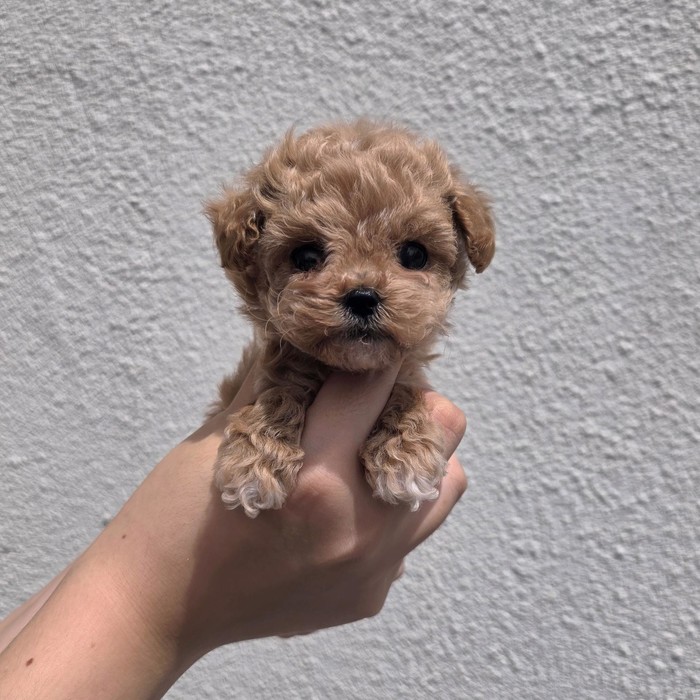 푸들, 이름 코지