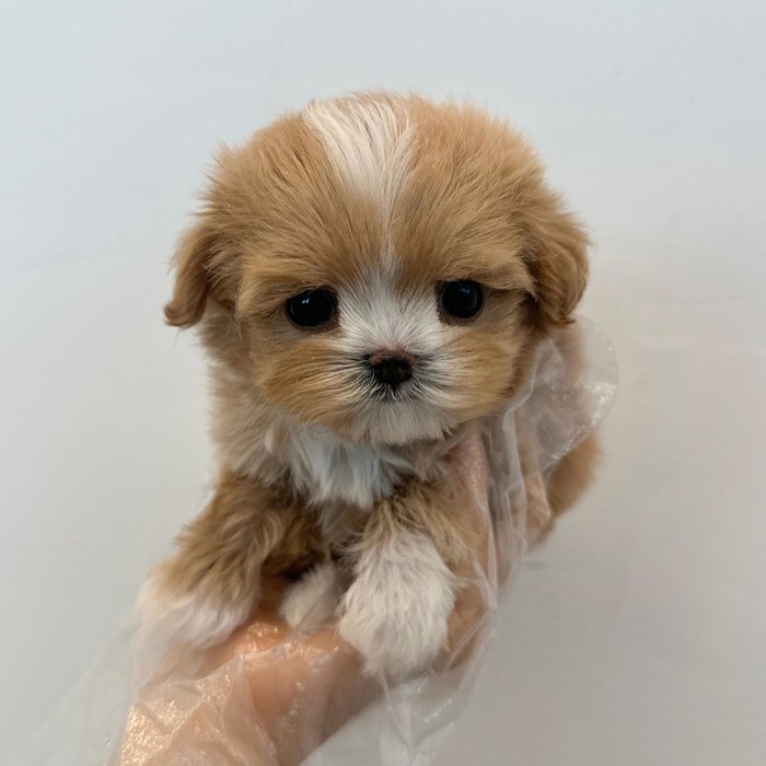 말티푸, 이름 행운이