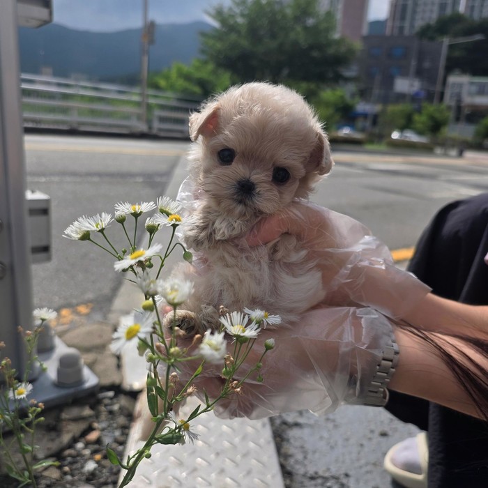 말티푸, 이름 오키