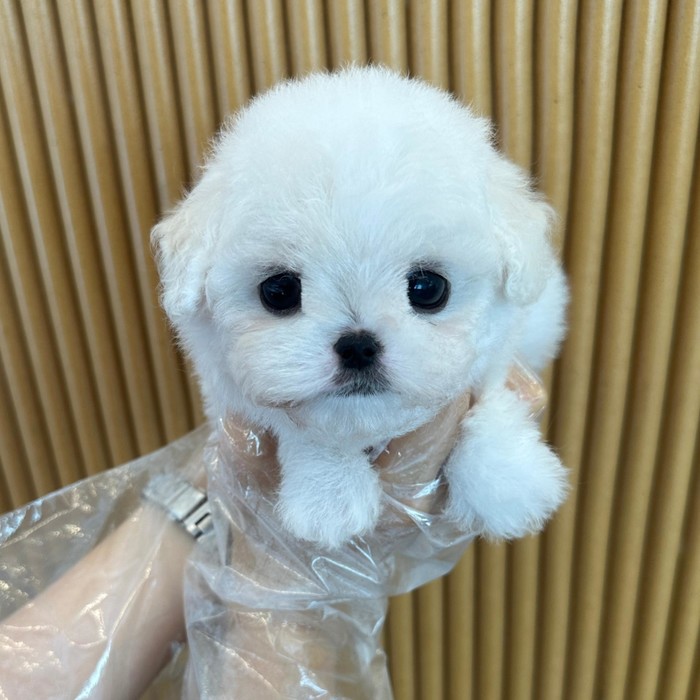 비숑프리제, 이름 에쏘