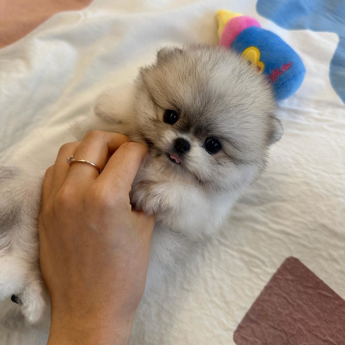 포메라니안, 이름 루키