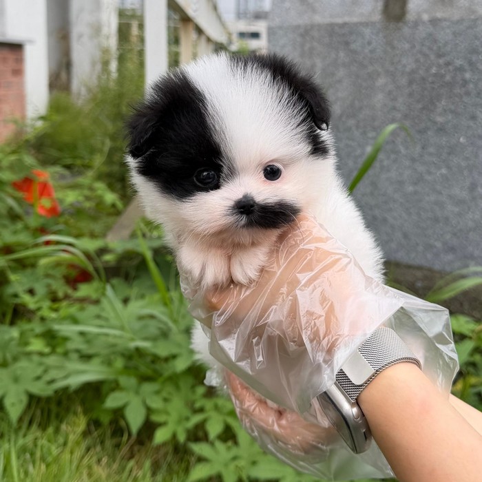 말티폼, 이름 춘향이