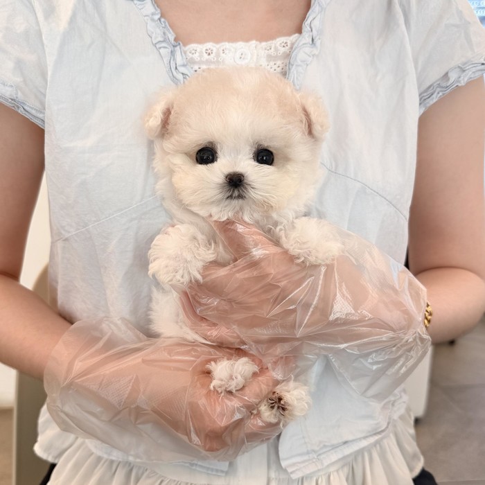 비숑프리제, 이름 콩알이