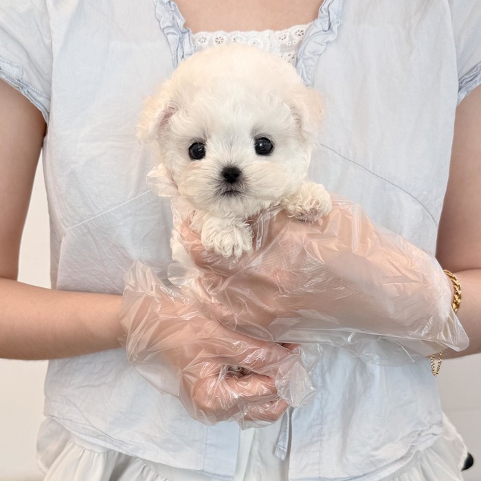 비숑프리제, 이름 순이