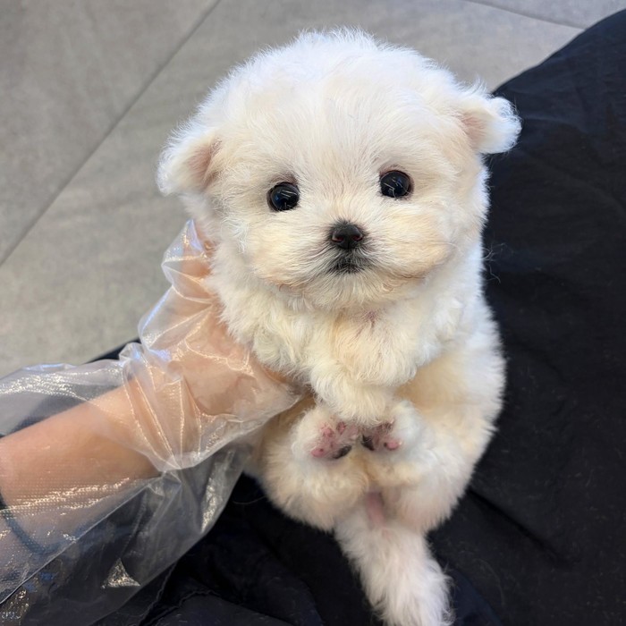 비숑프리제, 이름 하몽