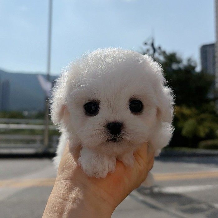 말티즈, 이름 라라