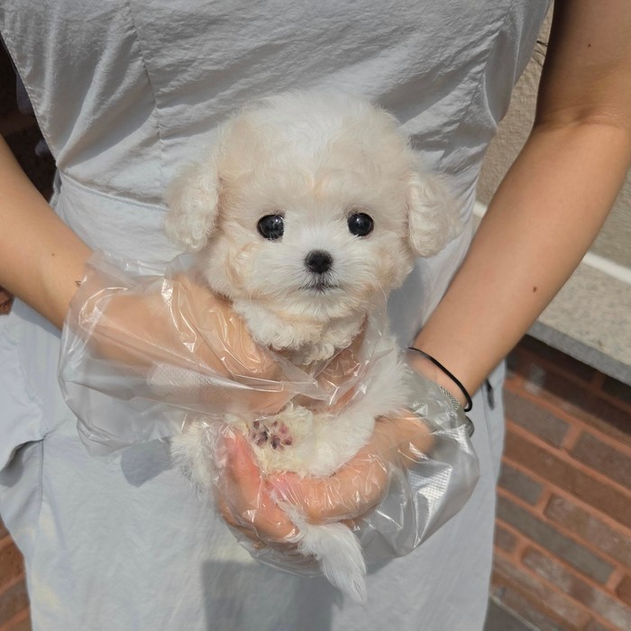 비숑프리제, 이름 모모