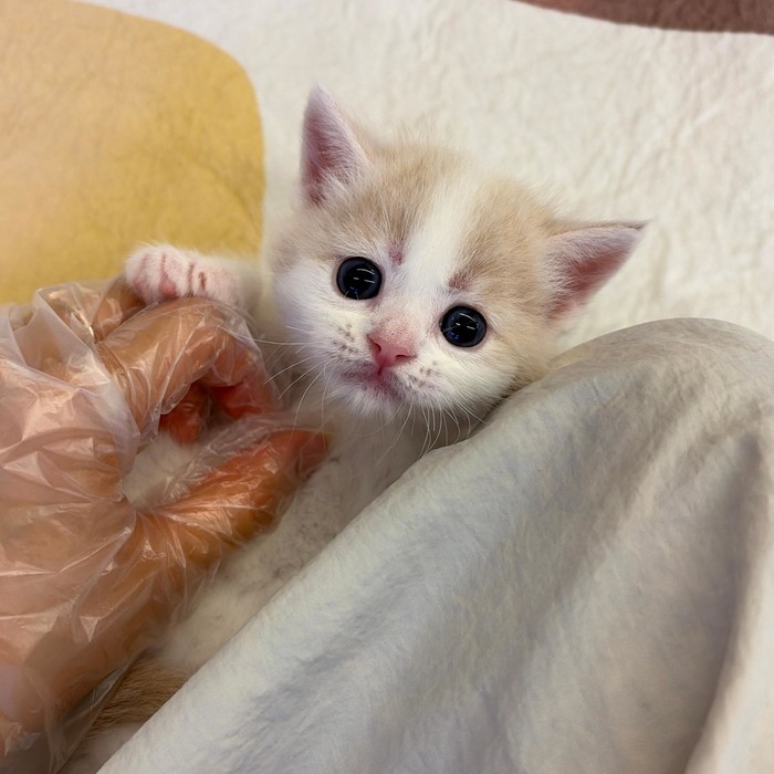 브리티쉬숏헤어, 이름 깔끔이