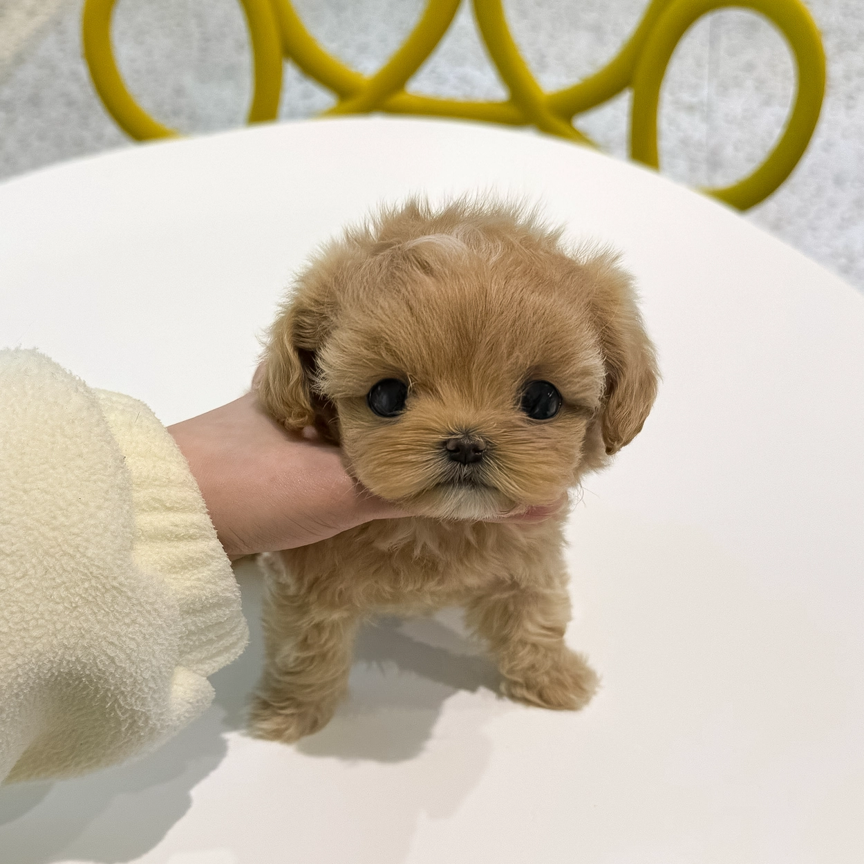 말티푸, 이름 라라