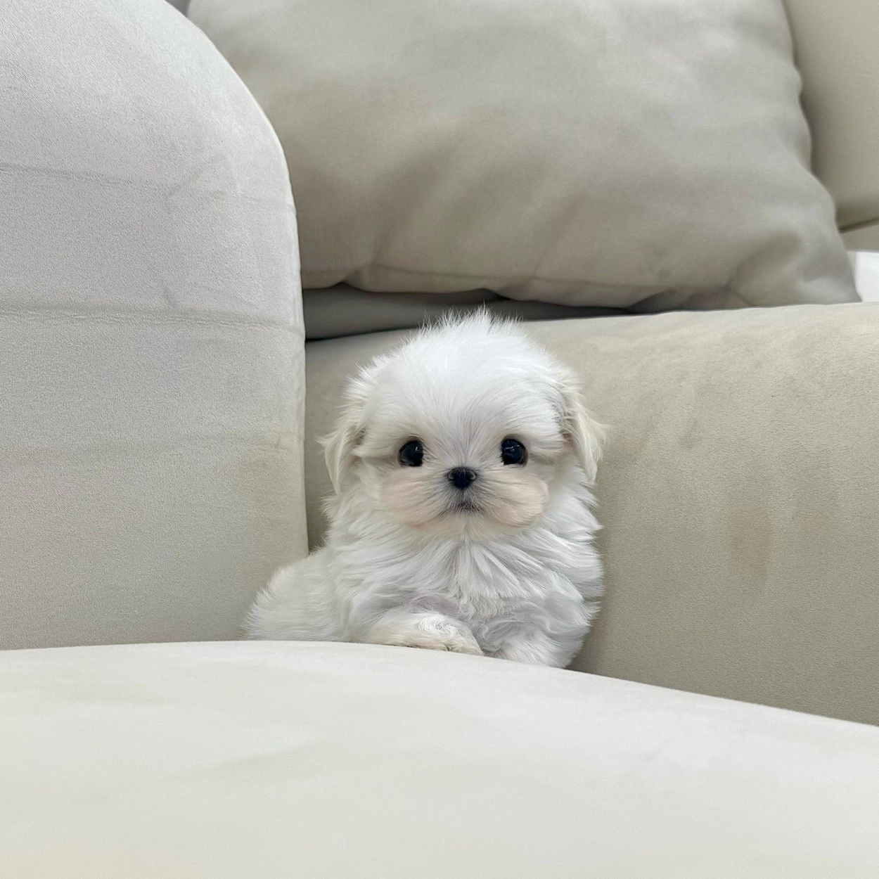 말티즈, 이름 딱콩이