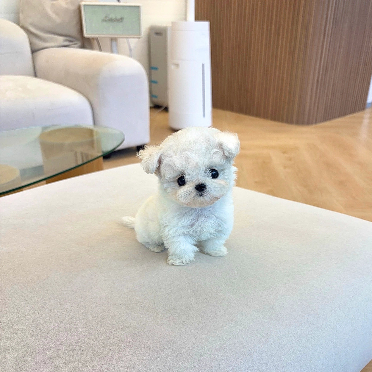 비숑프리제, 이름 코미