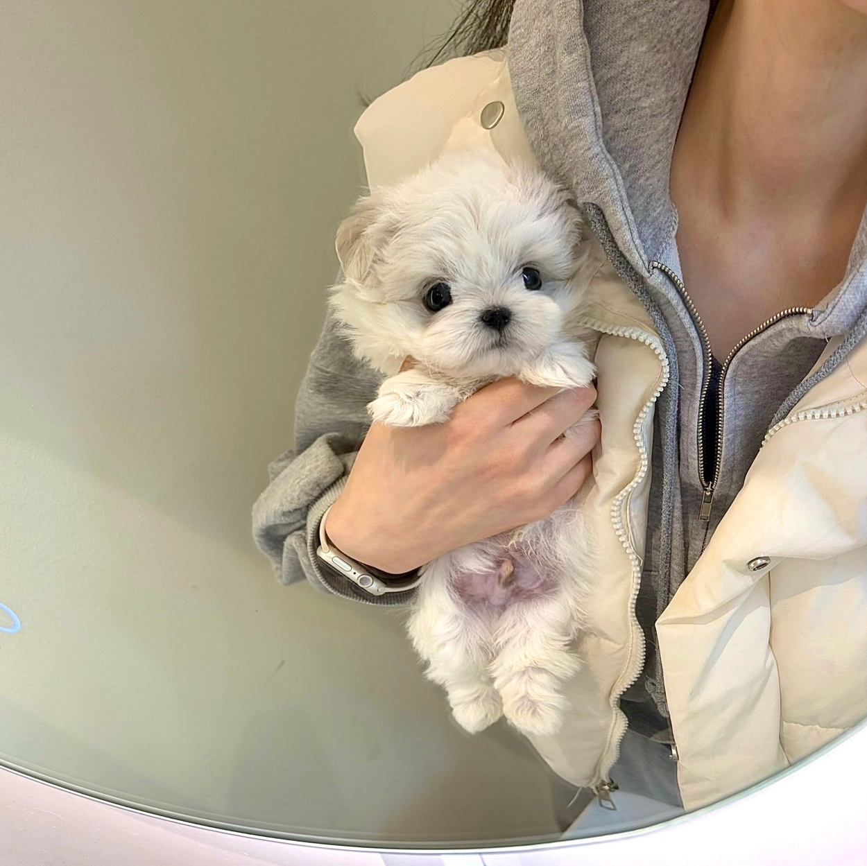 말티푸, 이름 히로