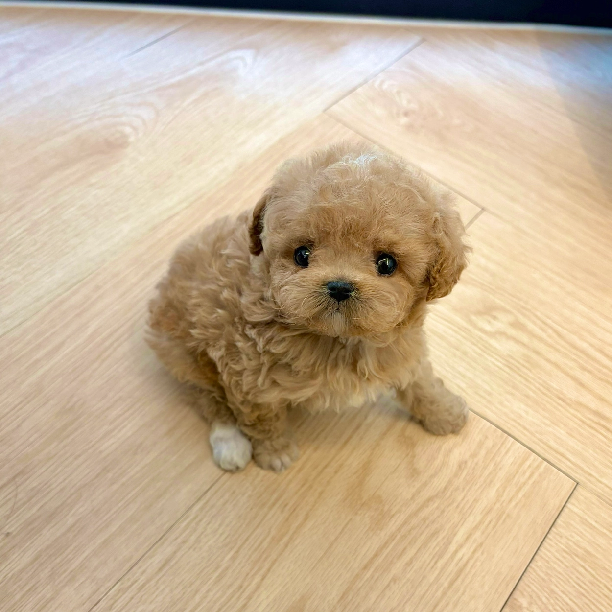 말티푸, 이름 모아