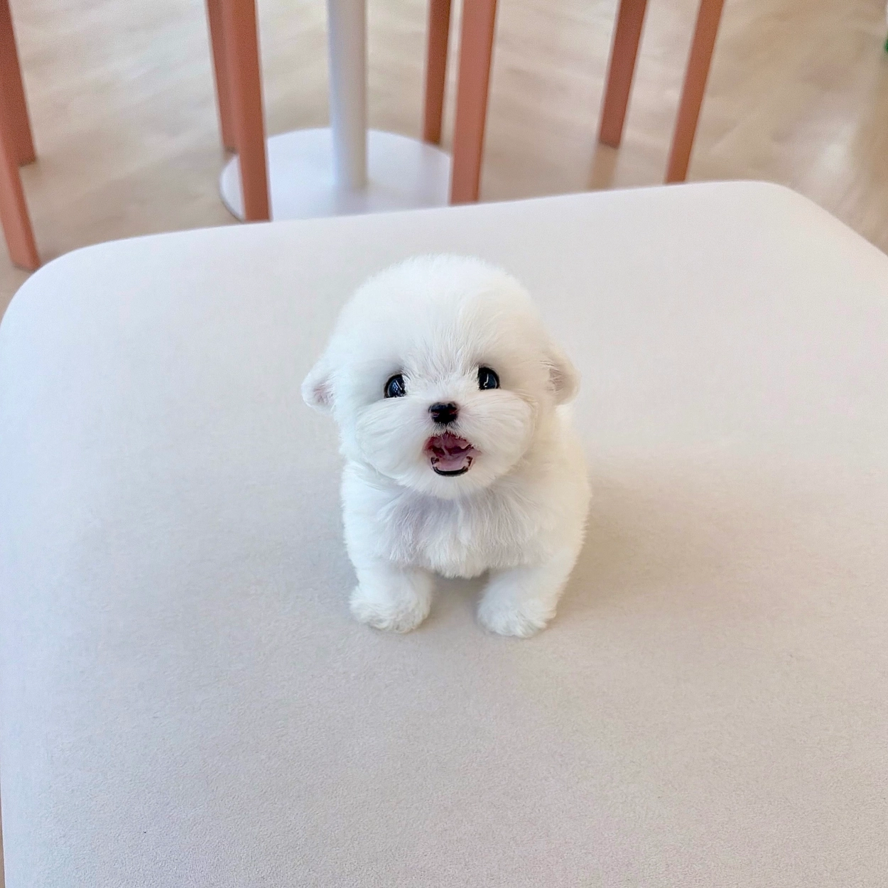비숑프리제, 이름 에르