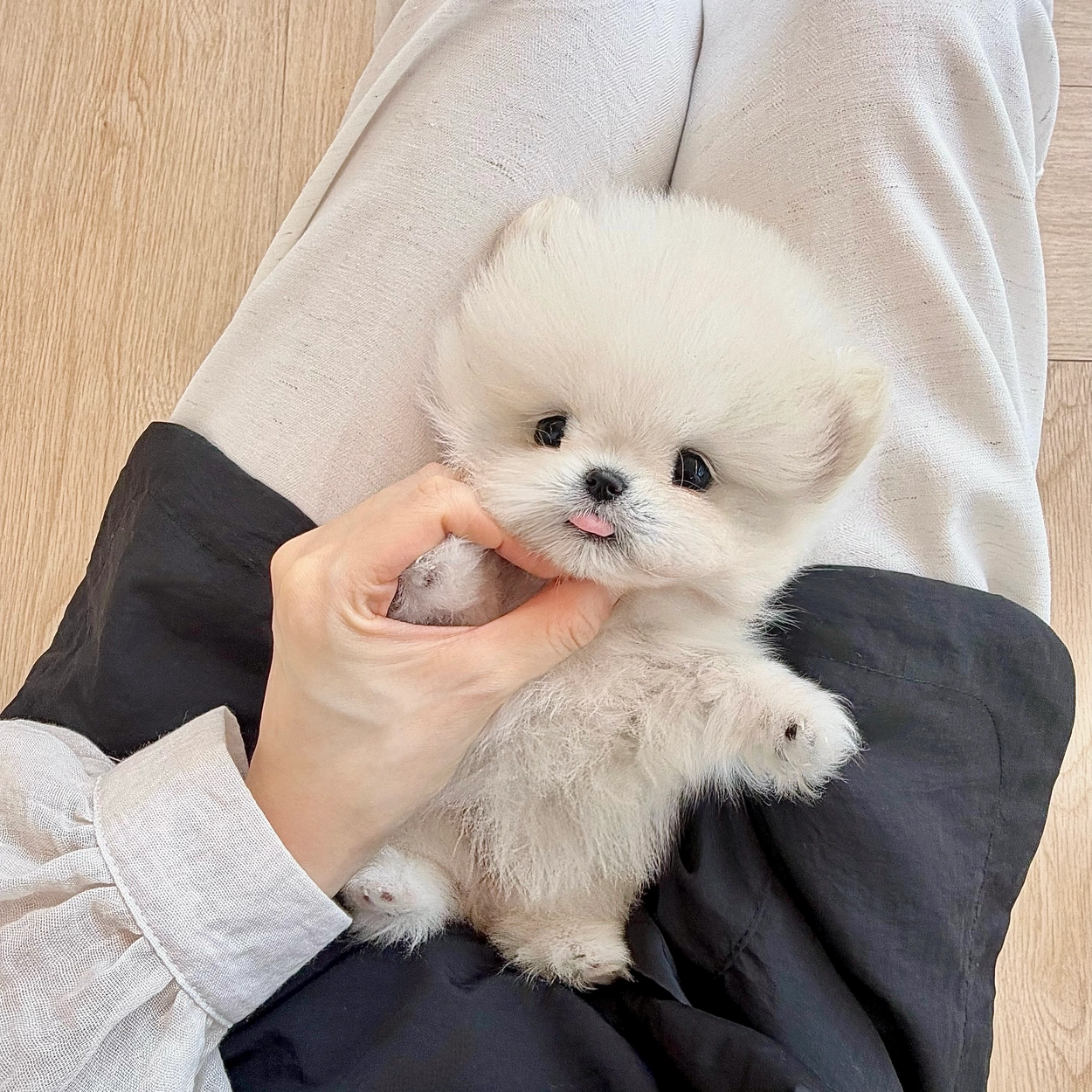 포메라니안, 이름 럭키