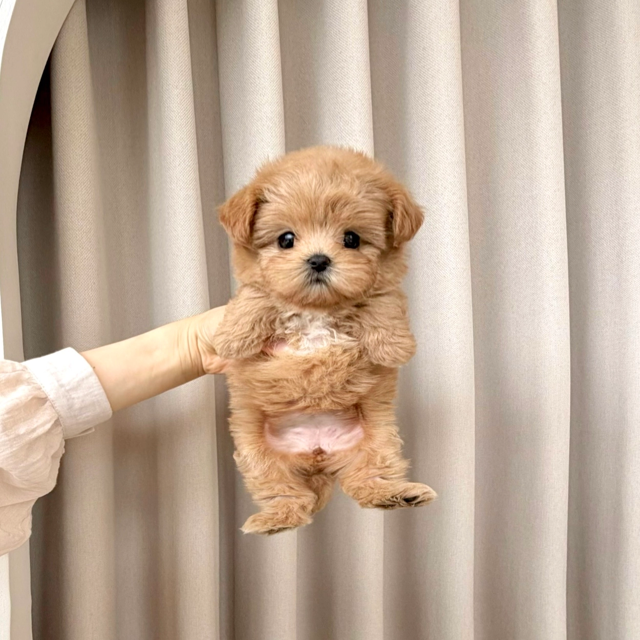 말티푸, 이름 하나