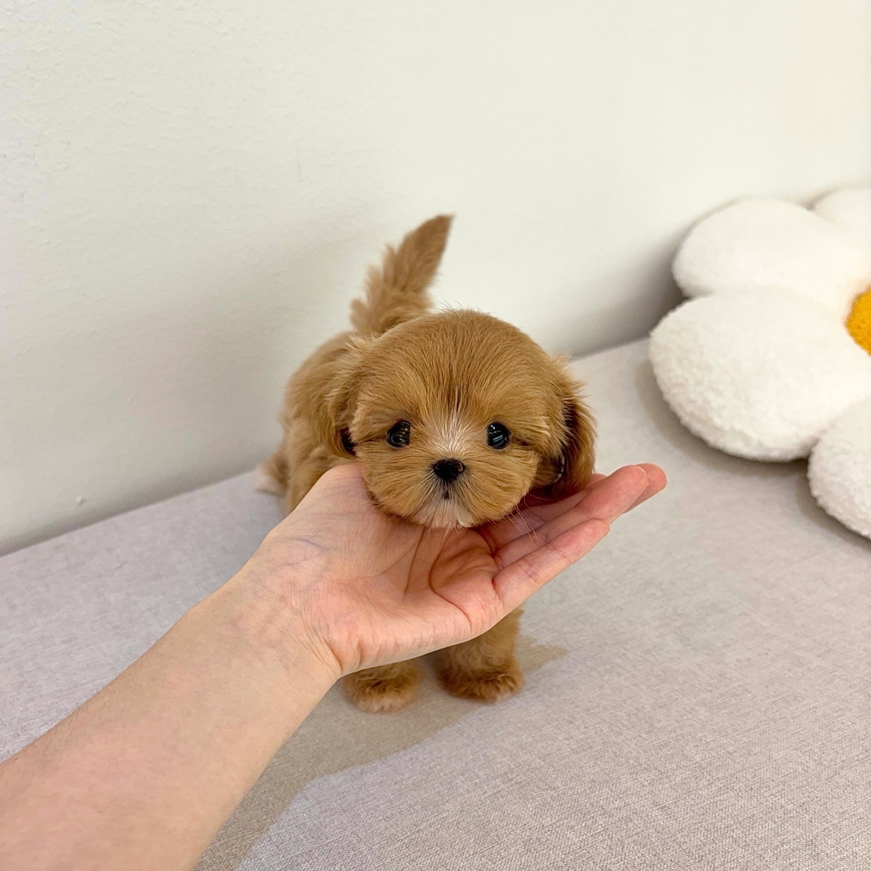 말티푸, 이름 버거