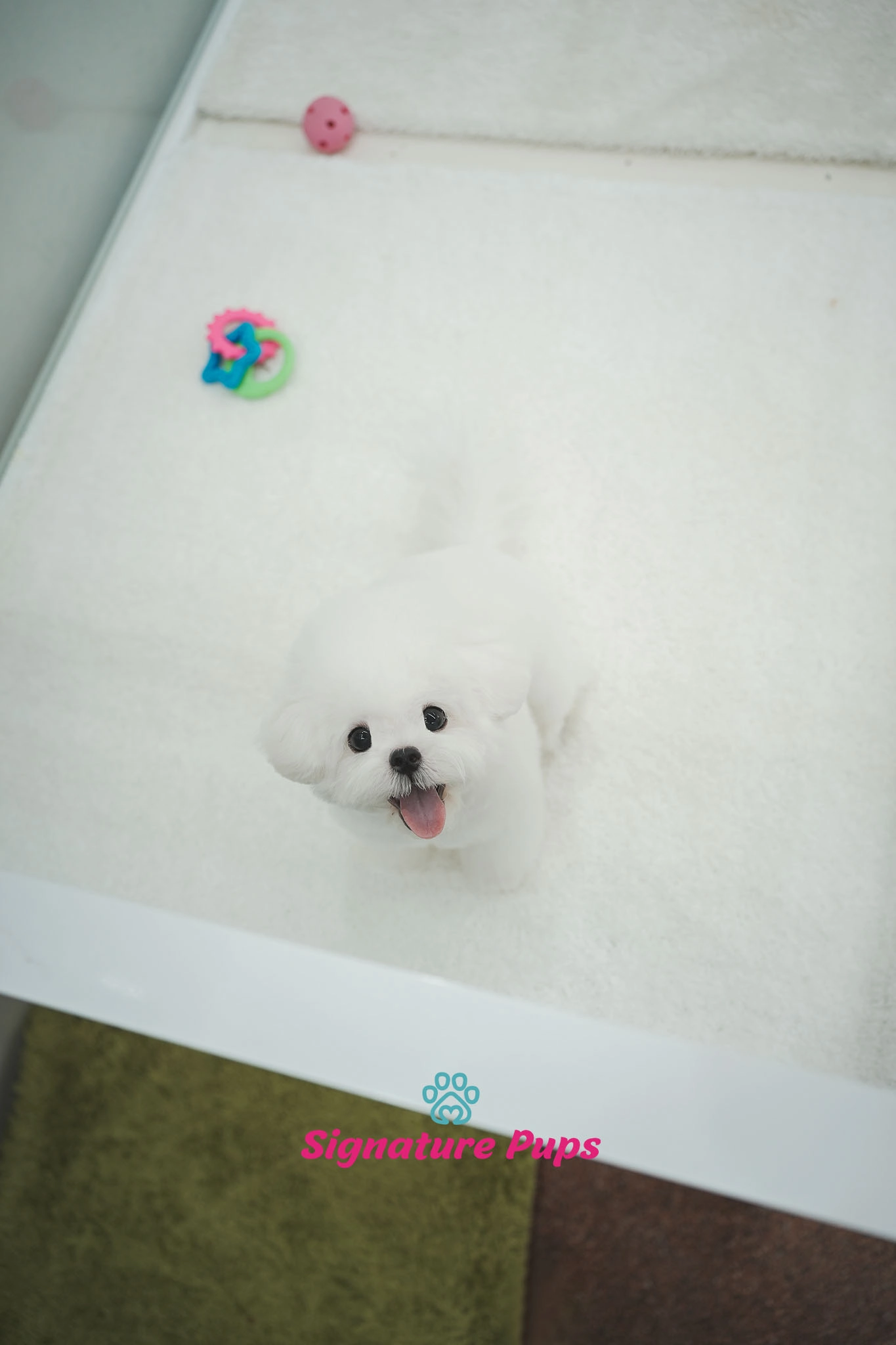비숑프리제, 이름 코코