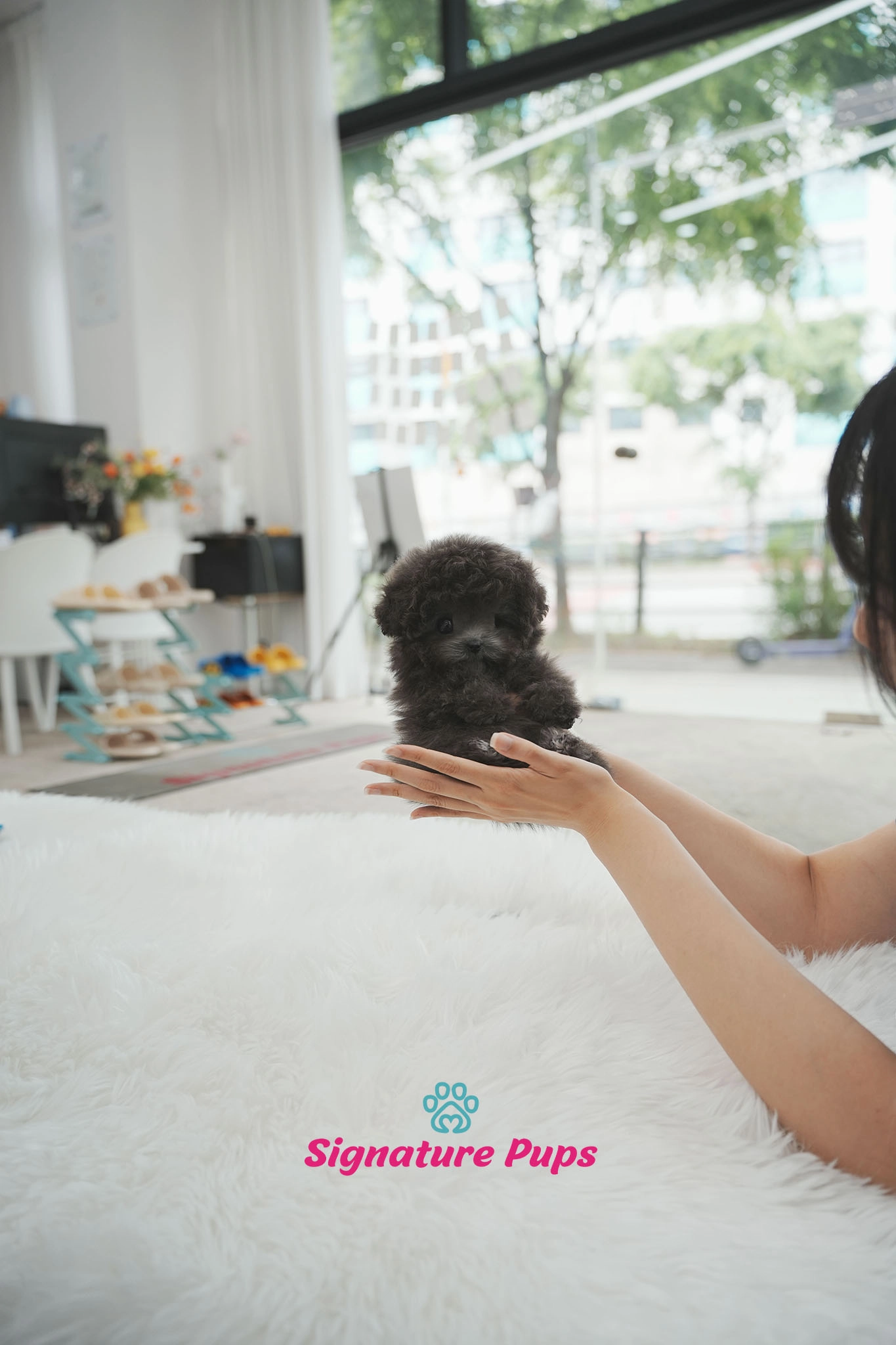 푸들, 이름 베리