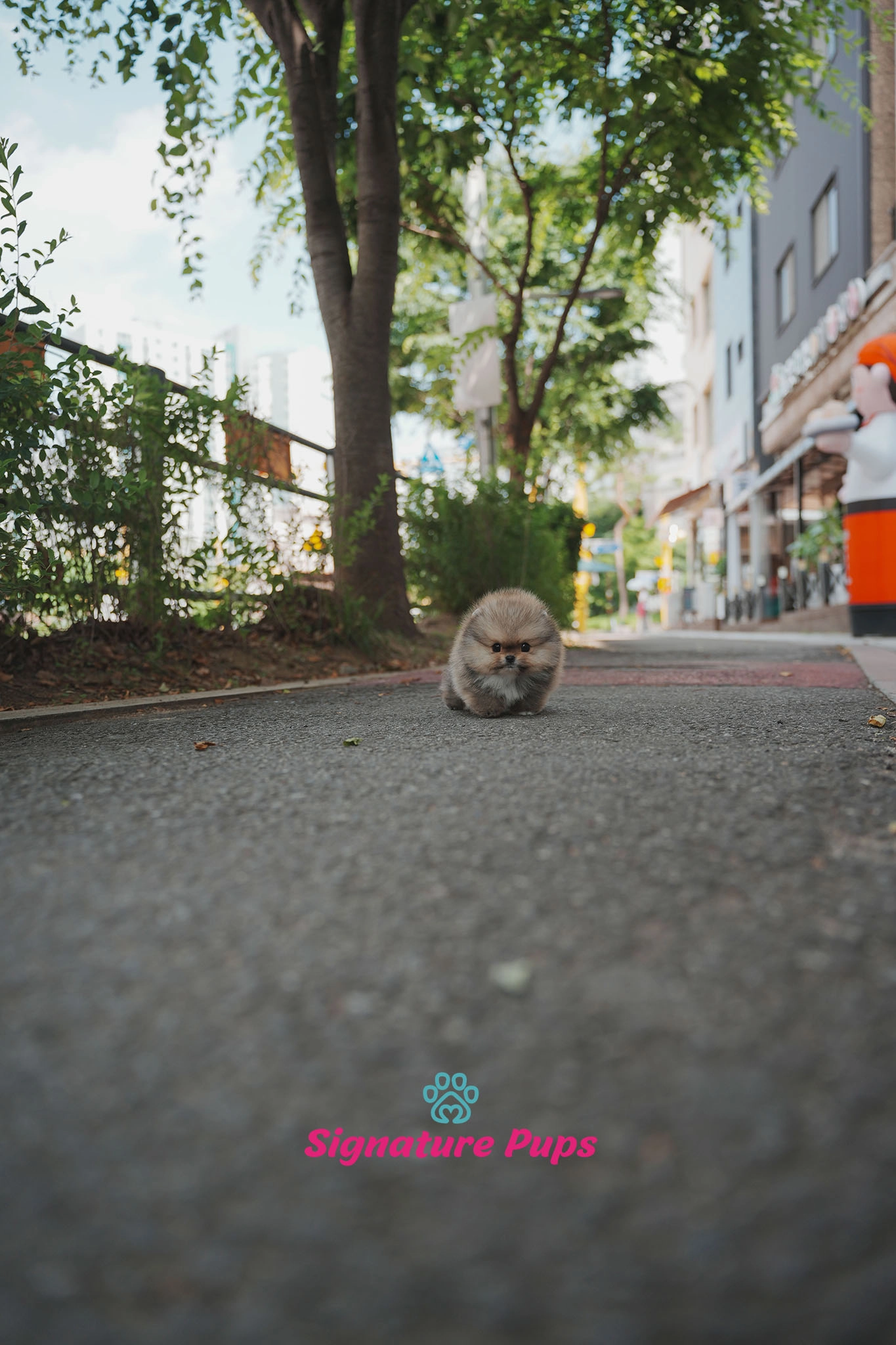 포메라니안, 이름 메이플