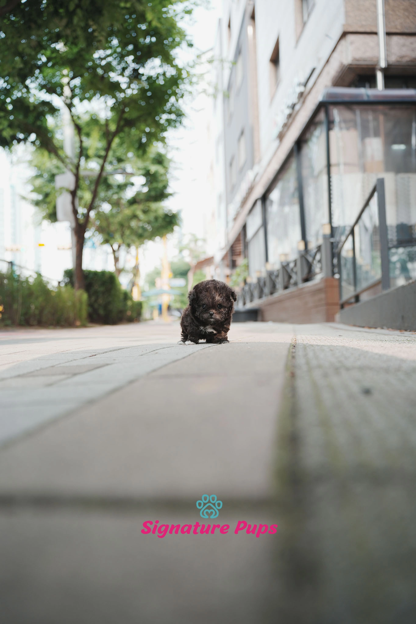 푸들, 이름 버즈