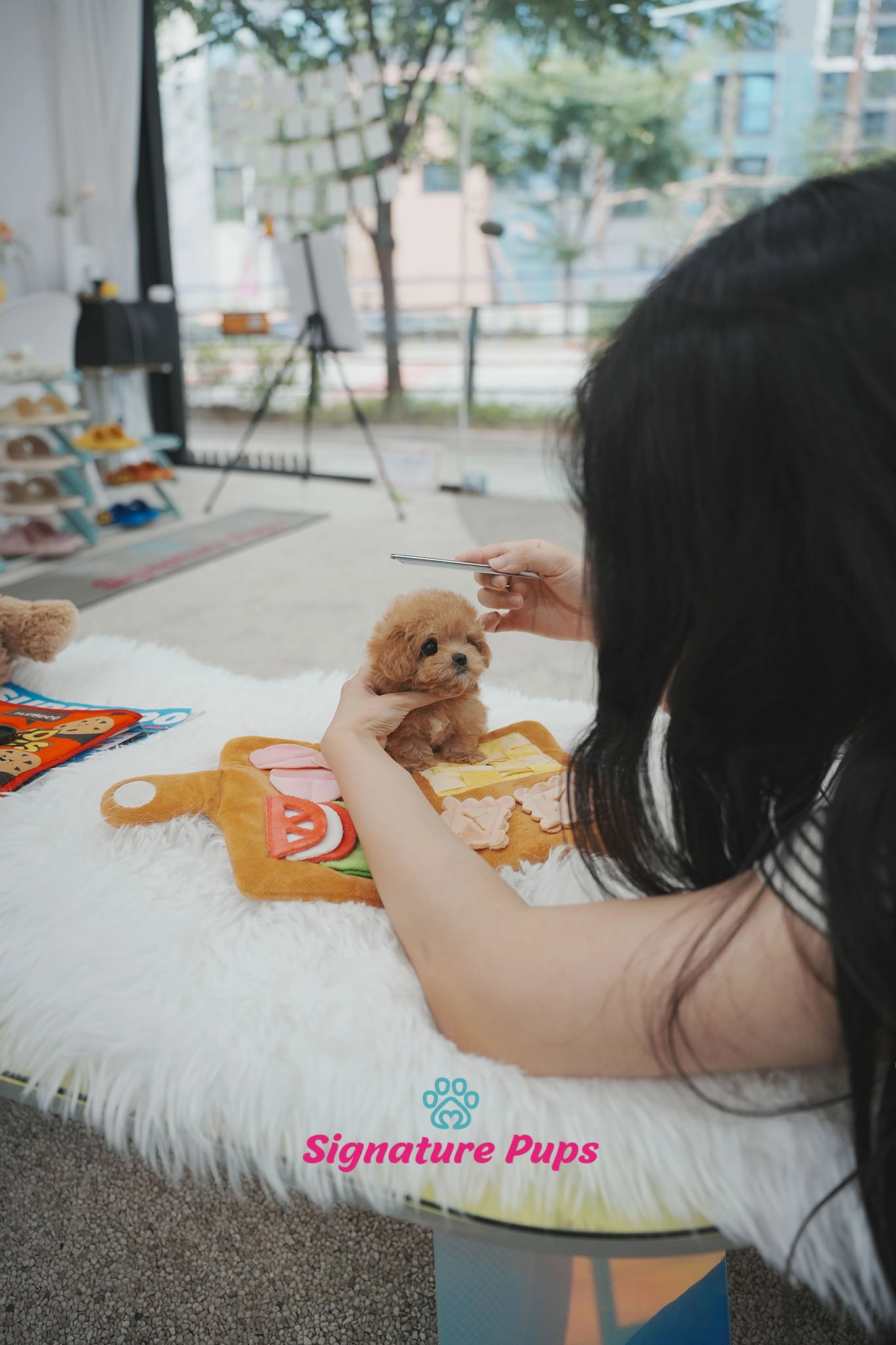 말티푸, 이름 오딘